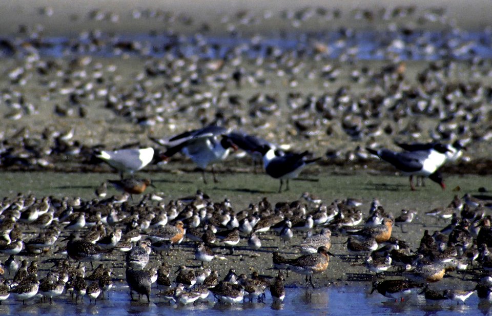 Shorebirds