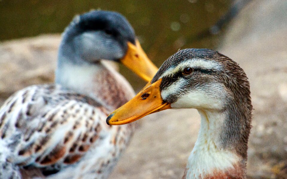Animal beak orange