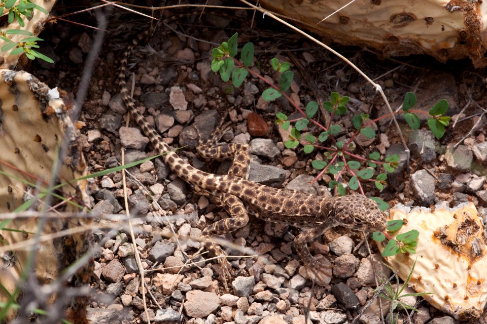 Gambelia wislizeni