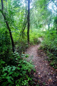 Path Through the Woods