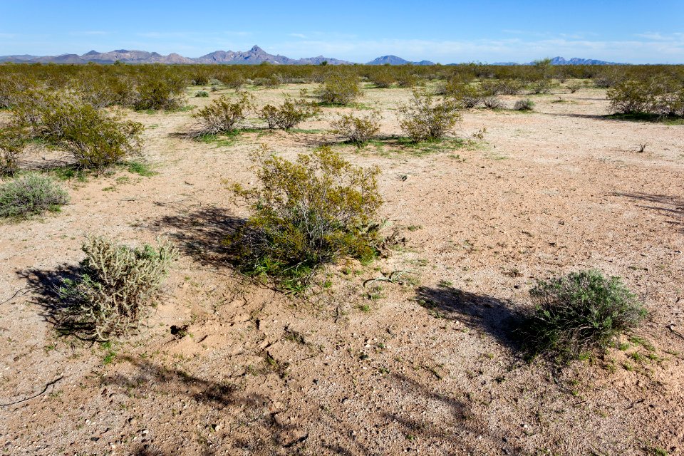 Harquahala Plain