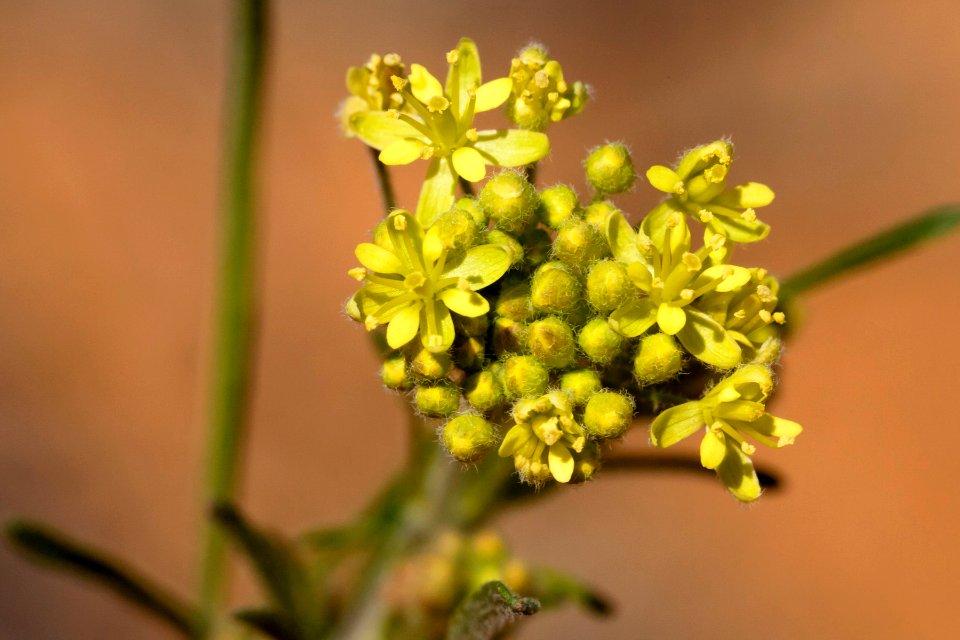 Descurainia pinnata subsp. ochroleuca