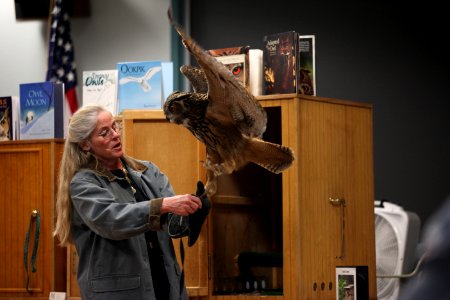 Great Horned Owl