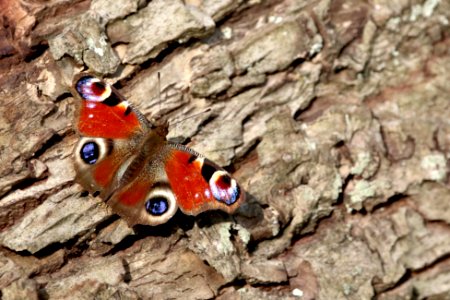 Papillon photo