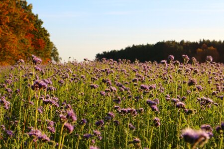 Field phacelia fall foliage photo