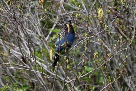 Steller's Jay (Cyanocitta Stelleri)