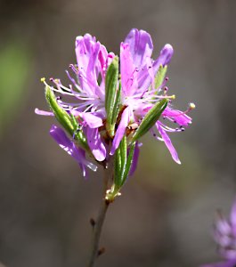 Rhodora in bloom