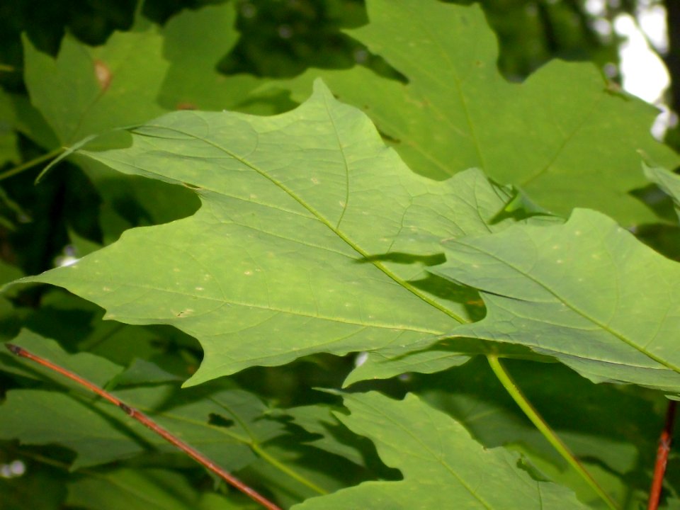 Awesome Leaf Texture!