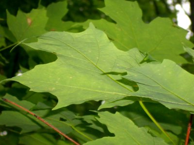 Awesome Leaf Texture! photo
