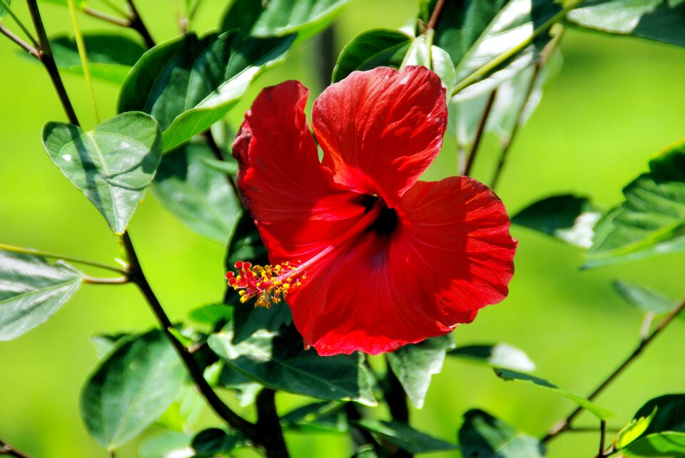 Exotic flower botany plant