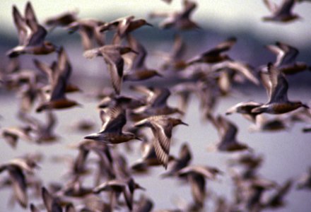 Red Knots in Flight photo