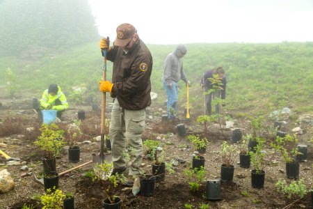 Volunteer Group Planting at Logan Pass 20