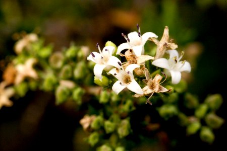 Hedyotis intricata