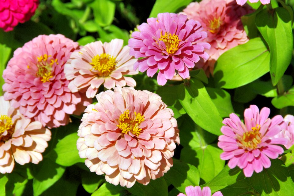 Bouquet petals botany