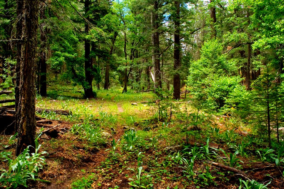 Gallinas Canyon