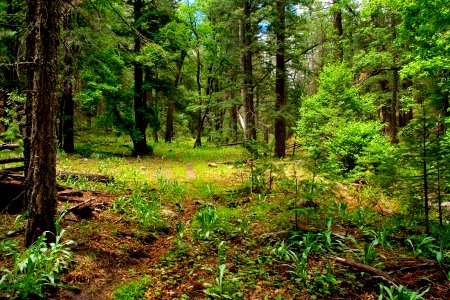 Gallinas Canyon