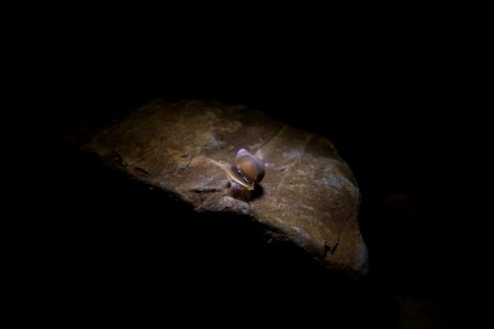 Snail cruising across a rock in McDonald Creek