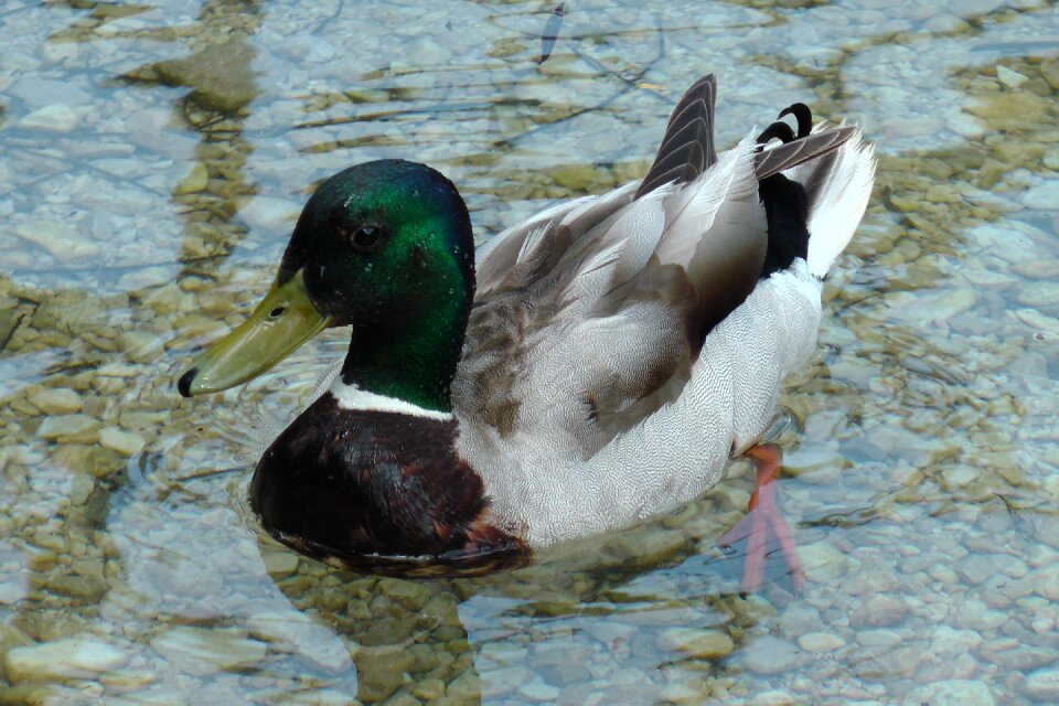 Duck water bird