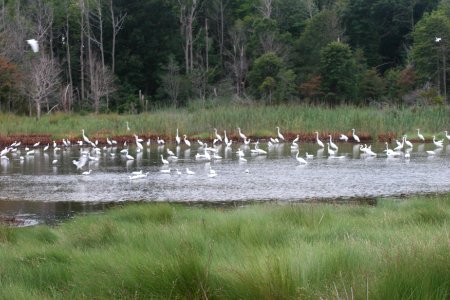 Flock of Egrets in the Marsh