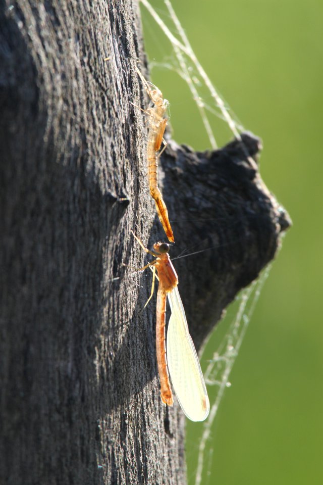 damselfly