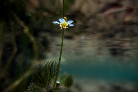 Water Buttercup (Ranunculus aquatilis) photo