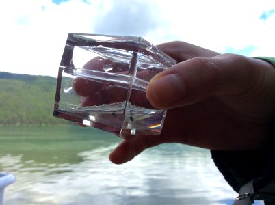Whirligig beetle in bug box