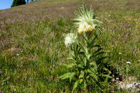 Cirsium eatonii var. eriocephalum