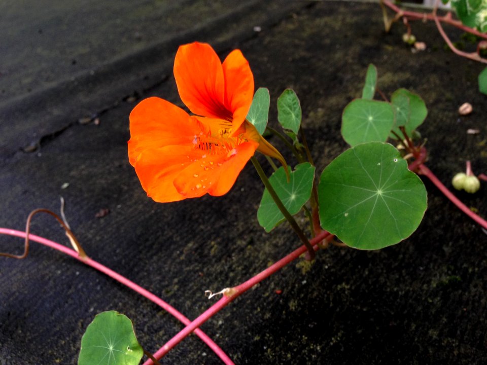 Orange nasturtium photo