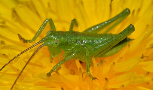 Young tettigonia macro photo