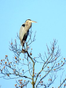 Great Blue Heron