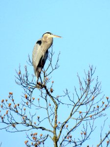 Great Blue Heron photo