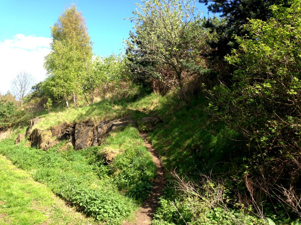 Summer on Restalrig Railway Path