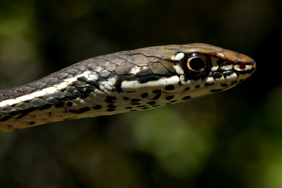 Coluber lateralis lateralis