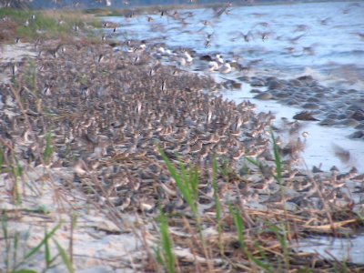 Shorebirds photo