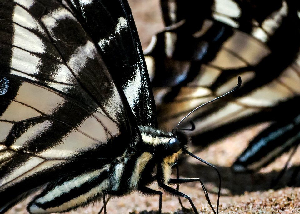 HQ- Swallowtail Flash