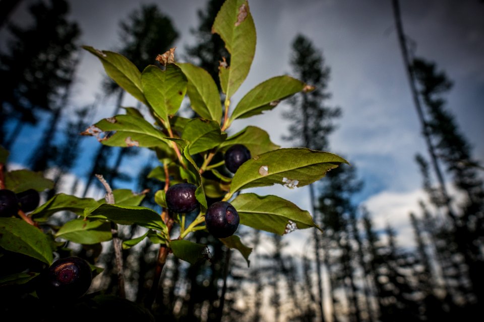 Huckleberry (Vaccinium membranaceum)