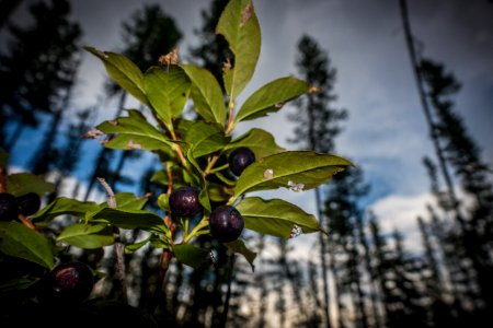 Huckleberry (Vaccinium membranaceum) photo