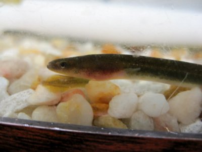 Juvenile American eel