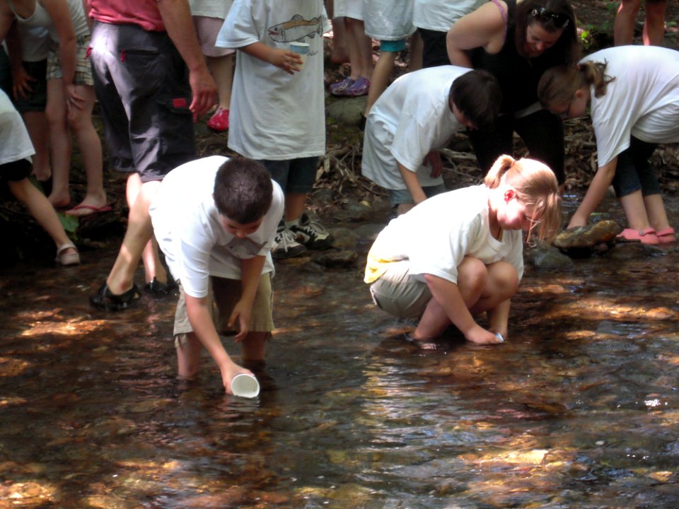 Releasing salmon fry
