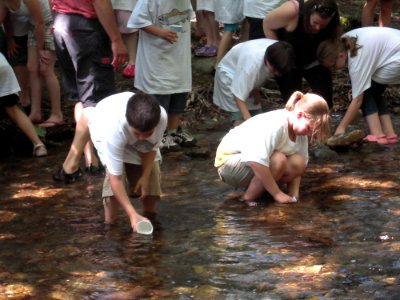 Releasing salmon fry photo