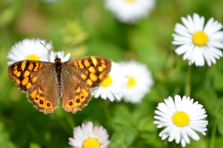Butterfly daisies nature photo
