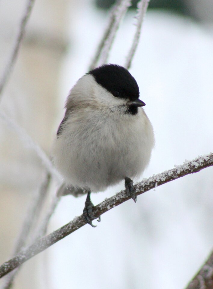 Tit willow bird wildlife
