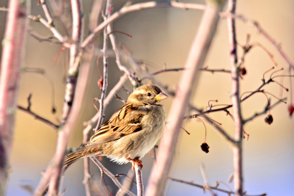 House sparrow
