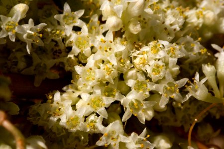 Cuscuta umbellata