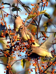 Cedar waxwings Ohio River National Wildlife Refuge
