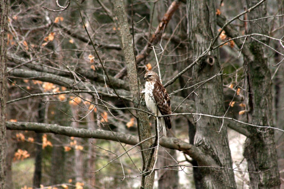 coopersHawk