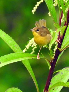 Common Yellowthroat