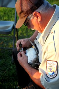 Waterfowl Banding September 2012 photo