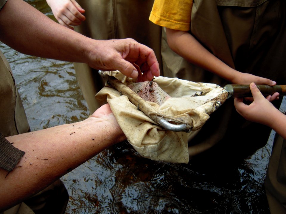 Different species found in the nets