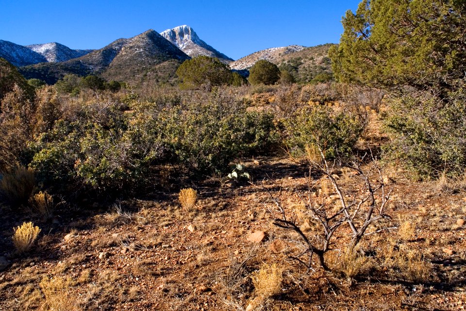 Northeastern Cookes Range
